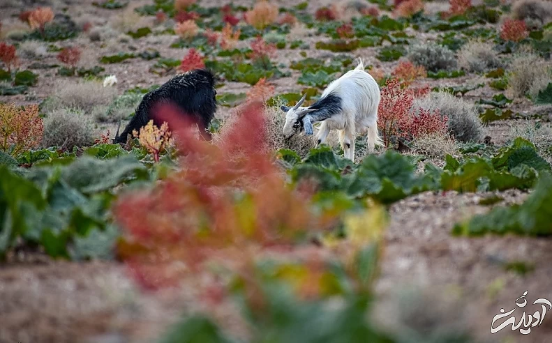 (تصاویر) دشت ریواس
